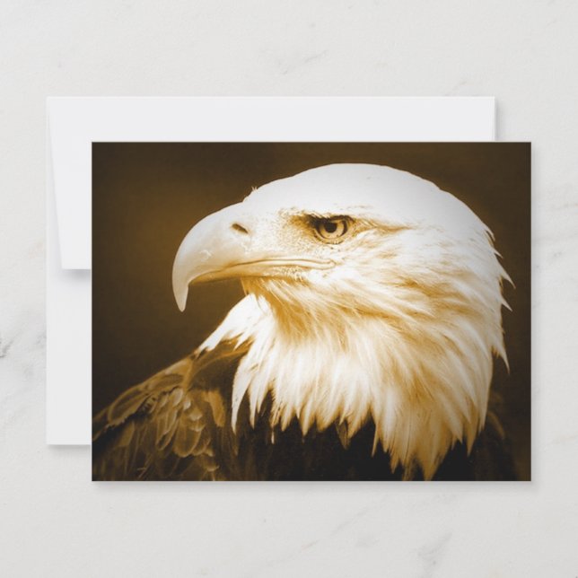 ハゲのアメリカン・イーグル・アイ (正面)