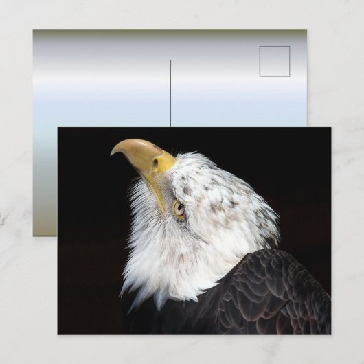 ハゲのイワシ ポストカード (正面/裏面)