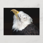 ハゲのイワシ ポストカード (正面)