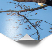 ハゲのイーグルウィングドロップ フォトプリント            (角)