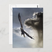 ハゲのイーグルポストカード ポストカード (正面/裏面)