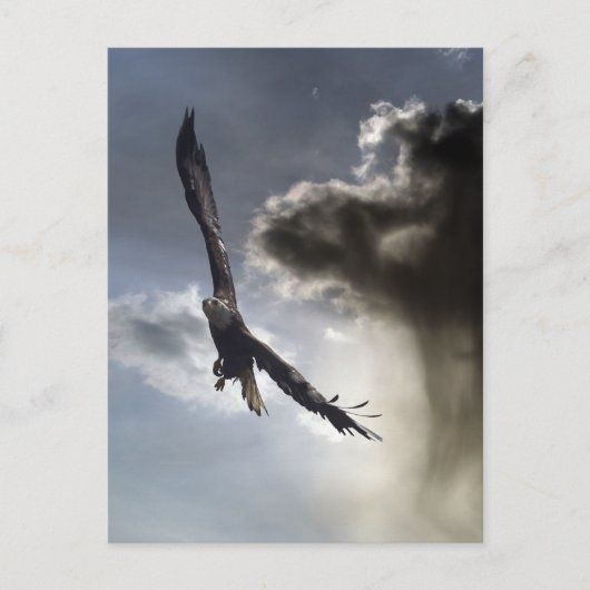 ハゲのイーグルポストカード ポストカード (正面)