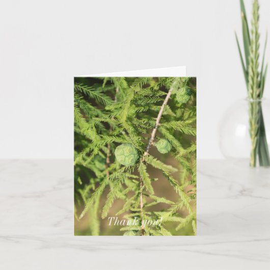 ハゲのヒノキのシードコーンありがとう カード (正面)