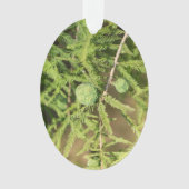 ハゲのヒノキの種円錐 オーナメント (正面)