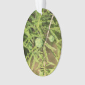 ハゲのヒノキの種円錐 オーナメント (正面)