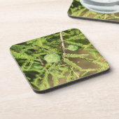 ハゲのヒノキの種円錐 コースター (左側)