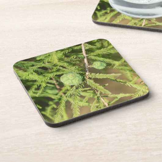 ハゲのヒノキの種円錐 コースター (左側)