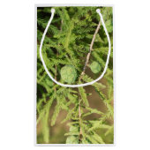 ハゲのヒノキの種円錐 スモールペーパーバッグ (裏面)