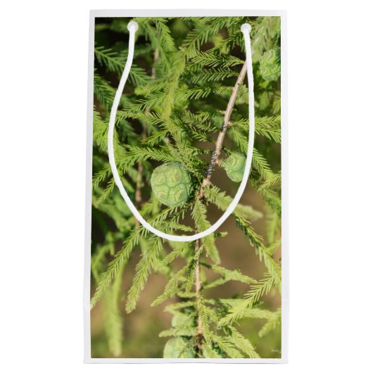 ハゲのヒノキの種円錐 スモールペーパーバッグ (正面)