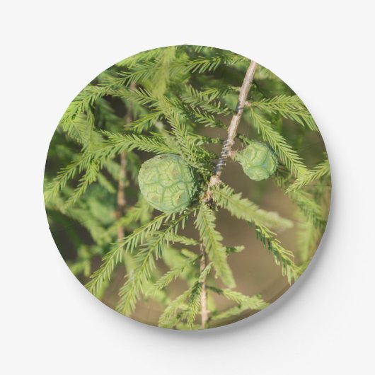 ハゲのヒノキの種円錐 ペーパープレート (正面)