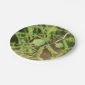 ハゲのヒノキの種円錐 ペーパープレート (アングル)