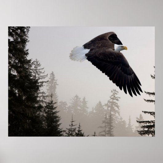 ハゲのワシが霧の中を舞い上がる ポスター (正面)