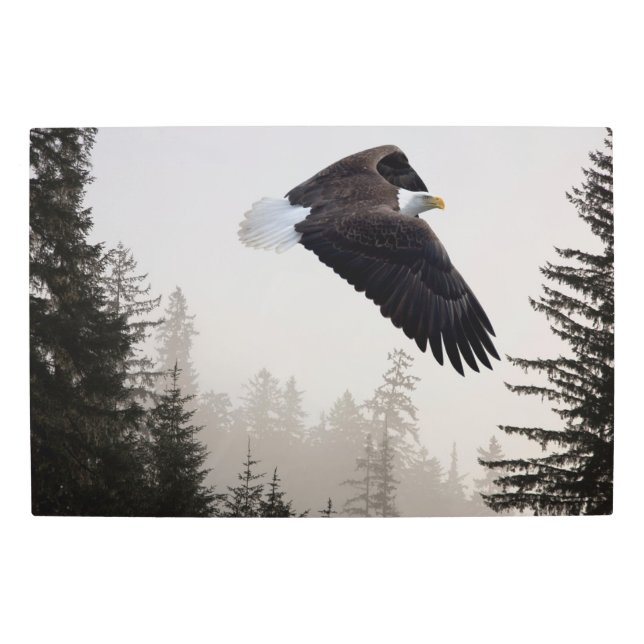ハゲのワシが霧の中を舞い上がる メタルプリント (正面)