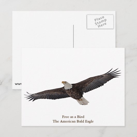 ハゲのワシのソアリング ポストカード (正面/裏面)