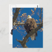 ハゲのワシの柵 ポストカード (正面/裏面)