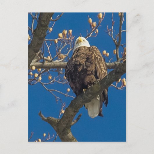 ハゲのワシの柵 ポストカード (正面)