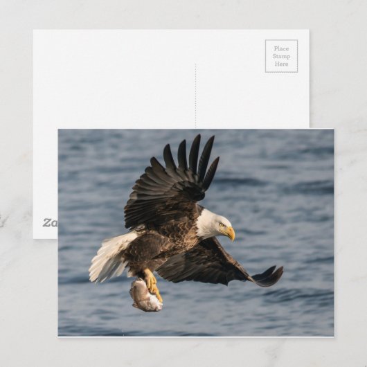 ハゲのワシ捕獲食 ポストカード (正面/裏面)