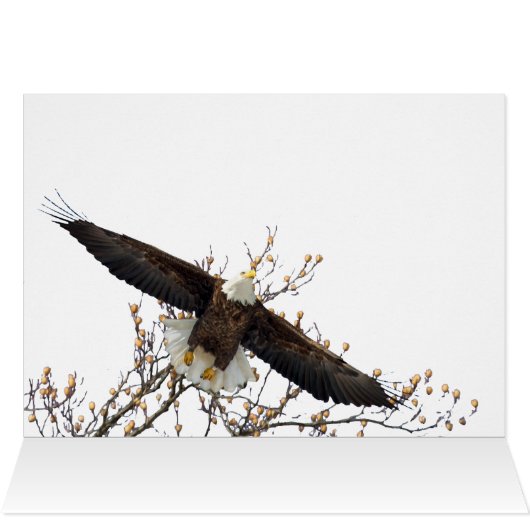 ハゲのワシ (内部横(上))