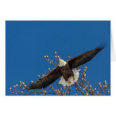 ハゲのワシ (正面横)