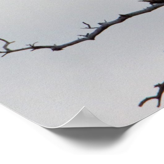 ハゲのワシ ポスター (角)