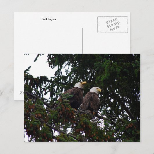 ハゲはがき ポストカード (正面/裏面)