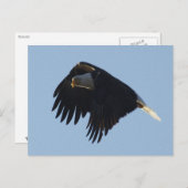 ハゲやる気を起こさせるワシ ポストカード (正面/裏面)