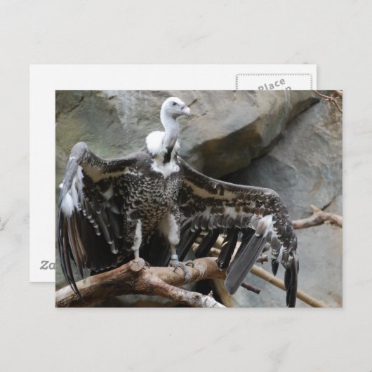 ハゲハガキ ポストカード (正面/裏面)