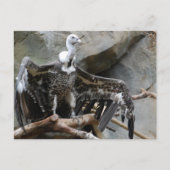 ハゲハガキ ポストカード (正面)