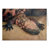 ハゲハゲワシ (正面横)