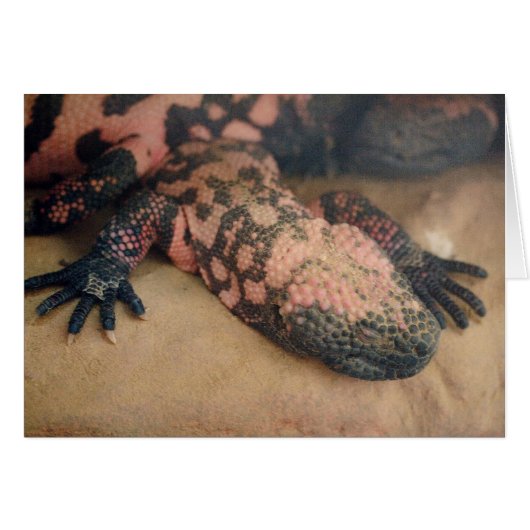 ハゲハゲワシ (正面横)