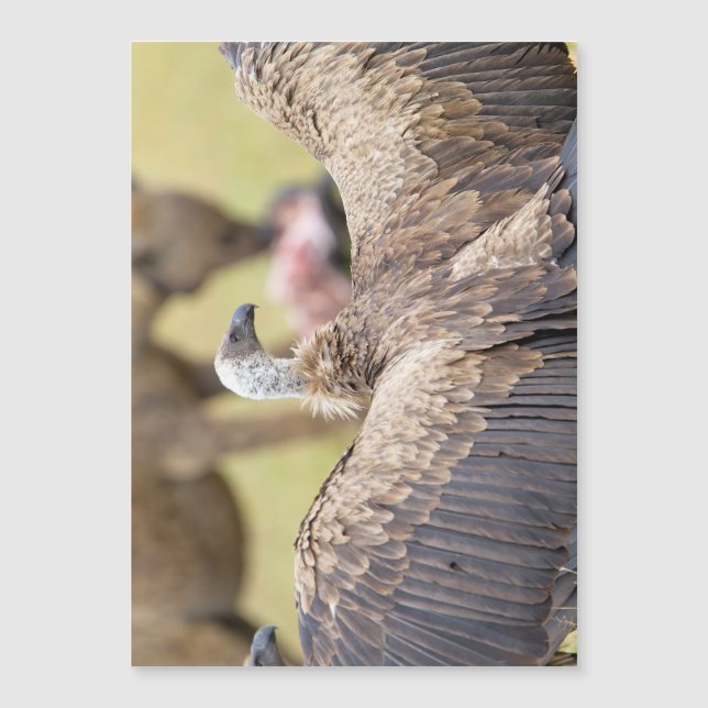 ハゲワシとハイエナ (正面)