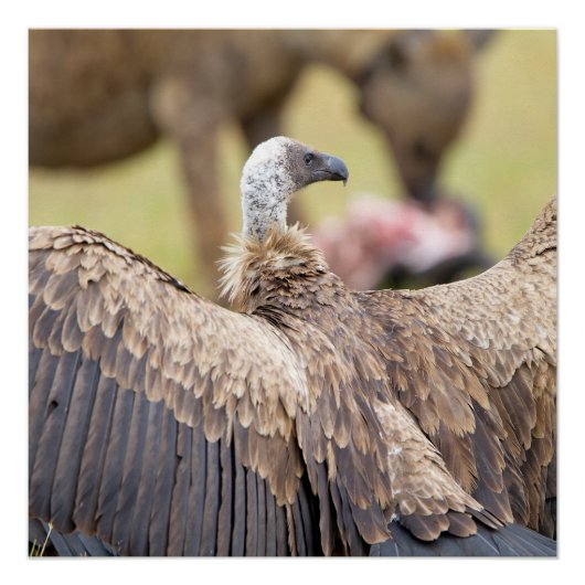 ハゲワシとハイエナ ポスター (正面)