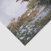 ハゲワシのネスト 薄葉紙 (詳細)