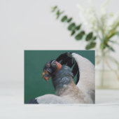 ハゲワシのポーズ ポストカード (スタンド正面)