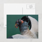 ハゲワシのポーズ ポストカード (正面/裏面)