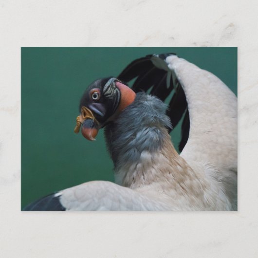 ハゲワシのポーズ ポストカード (正面)