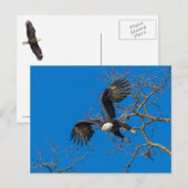 ハゲワシの急降下 ポストカード (正面/裏面)