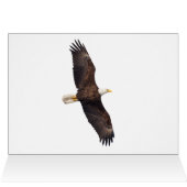 ハゲワシの手入れ (内部横(上))