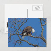 ハゲワシの手入れ ポストカード (正面/裏面)