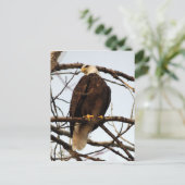 ハゲワシの水彩画 ポストカード (スタンド正面)