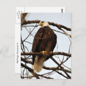 ハゲワシの水彩画 ポストカード (正面/裏面)