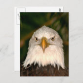 ハゲワシの頭オン写真デザイン ポストカード (正面/裏面)