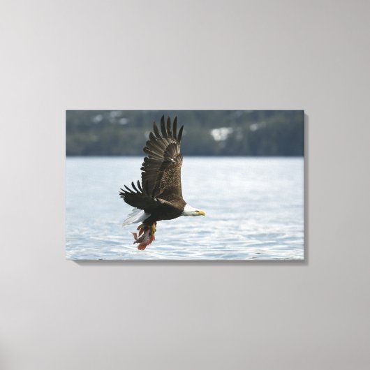 ハゲワシの魚の回収 キャンバスプリント (正面)