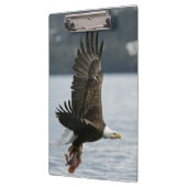 ハゲワシの魚の回収 クリップボード (左)