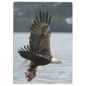 ハゲワシの魚の回収 クリップボード (裏面)