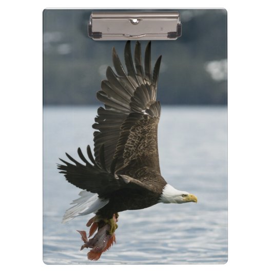 ハゲワシの魚の回収 クリップボード (正面)