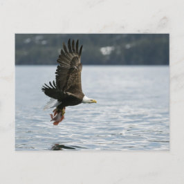 ハゲワシの魚の回収 ポストカード