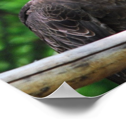 ハゲワシの鳥のポスター ポスター (角)