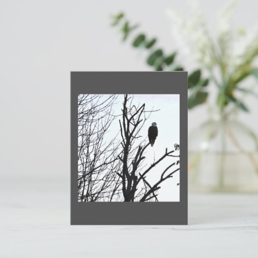 ハゲワシはがき ポストカード (スタンド正面)