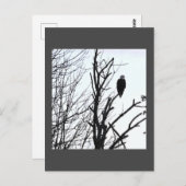 ハゲワシはがき ポストカード (正面/裏面)